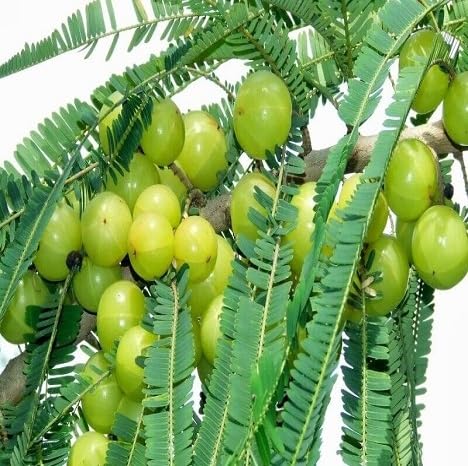 Gooseberry Fruit Seeds – Heirloom, Non-GMO, High Germination Organic Garden Seeds