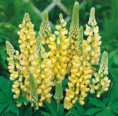 Yellow Lupine Flower Seeds – Heirloom, Non-GMO, High Germination Organic Seeds