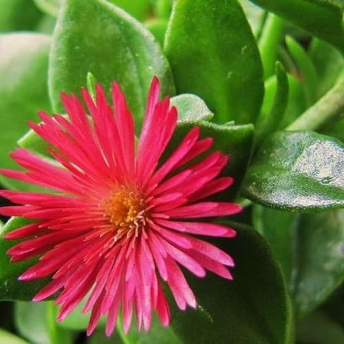 Aptenia Flower Seeds Pink for Planting – Heirloom Non-GMO High Germination Organic Seeds