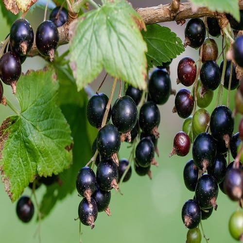 Black Blackcurrant Seeds – Heirloom, Non-GMO, High Germination Organic Garden Seeds