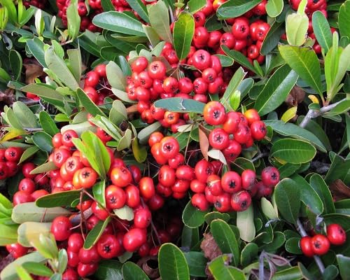 Semillas de Piracanta Rojas – Semillas de Jardín Orgánicas, Sin OMG, de Alta Germinación, de Variedad Antigua para Plantar