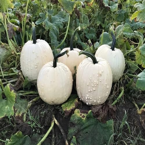 White Pumpkin Seeds – Heirloom, Non-GMO, High Germination Organic Garden Seeds Planting