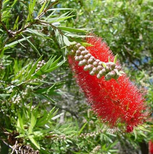 Red Melaleuca Salicina Flower Seeds – Heirloom, Non-GMO, High Germination Organic Garden Seeds for Planting