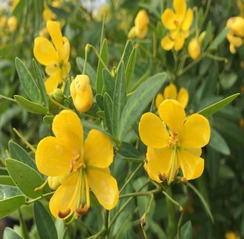 Yellow Cassia Corymbosa Flower Seeds – Heirloom, Non-GMO, High Germination Organic Garden Seeds