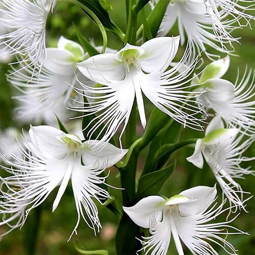 egretorchidflowerwhiteheirloomnongmo flower seeds