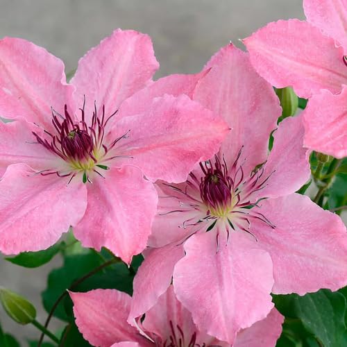 pink clematis flower seeds