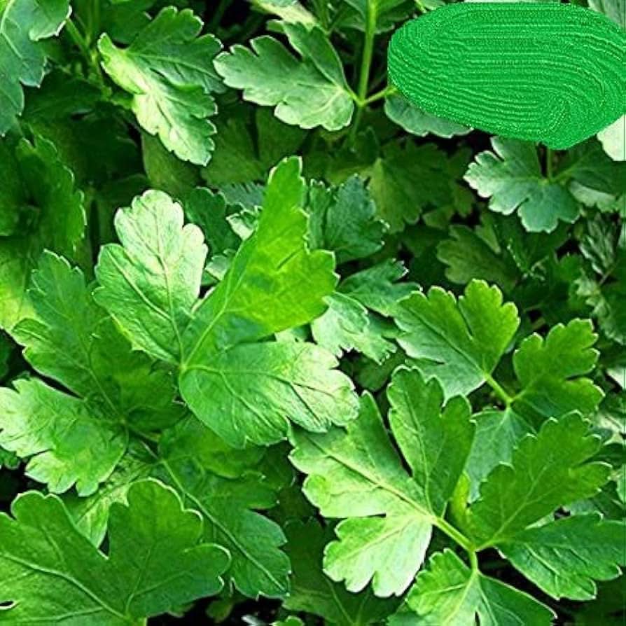 Green Italian herb seeds
