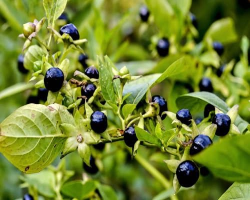 Semillas de zarzamora negra – Semillas orgánicas de jardín para plantar, de herencia, sin OGM, de alta germinación