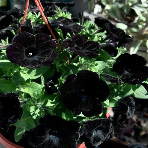 Petunia Flower Seeds Heirloom Non-GMO High Germination Organic Garden Seeds for Planting