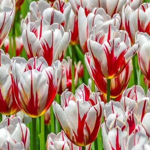 Red White Tulip Flower Seeds – Heirloom, Non-GMO, High Germination Organic Garden Seeds