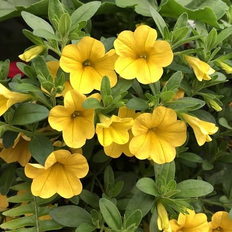 Yellow Calibrachoa Flower Seeds – Heirloom, Non-GMO, High Germination Seeds