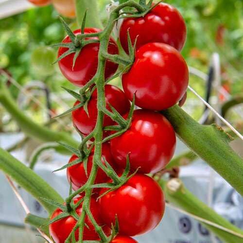 Red Tomato Seeds – Heirloom, Non-GMO, High Germination Organic Garden Seeds Planting