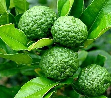 Semillas de kafir – Variedad tradicional, sin OGM, semillas orgánicas de alta germinación para jardín