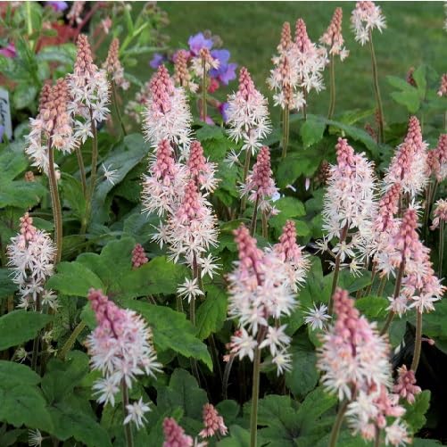 Pink White Tiarella Flower Seeds Heirloom Non-GMO High Germination Organic Garden Seeds for Planting