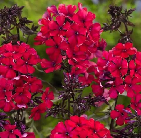 fershredphloxflowerheirloomnongmo flower seeds