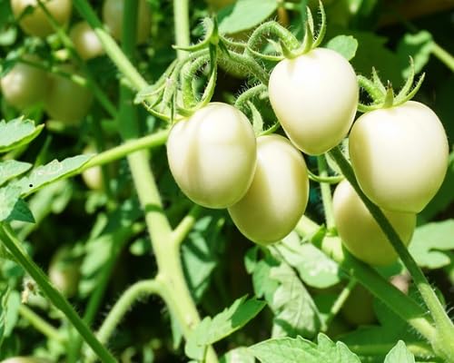 Tomaten mit weißen Samen anbauen – Alte Sorten, gentechnikfrei, hohe Keimfähigkeit, Bio-Gartensamen