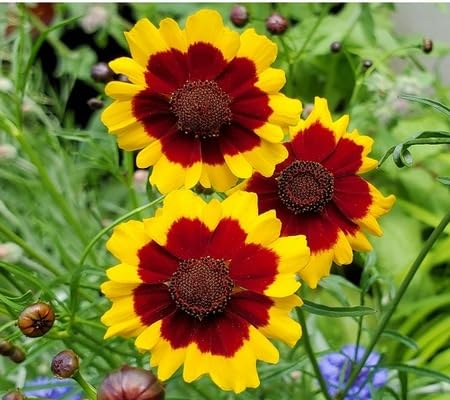 Coreopsis Flower Seeds – Heirloom, Non-GMO, High Germination Organic Garden Seeds for Planting