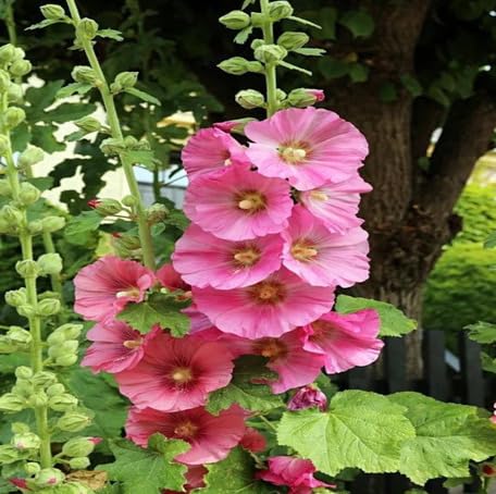 pink hollyhock flower seeds