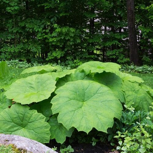 astilboidesgreenheirloomnongmo flower seeds