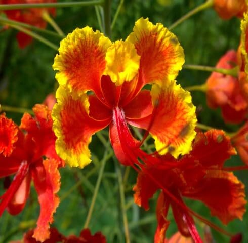 Yellow Red Caesalpinia Flower Seeds – Heirloom Non-GMO High Germination Organic Garden Seeds