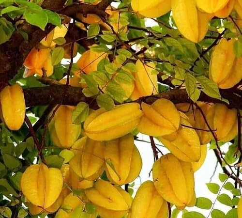Yellow Star Seeds – Heirloom, Non-GMO, High Germination Organic Garden Seeds