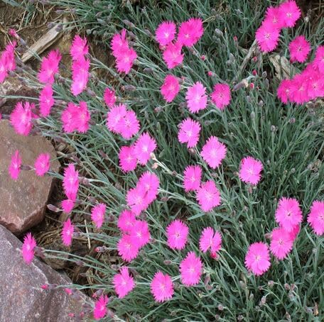 pink dianthus flower seeds