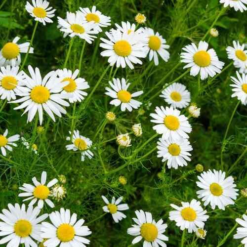Semillas de manzanilla blanca – Semillas tradicionales sin OMG de alta germinación para plantar