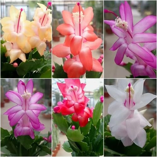 Mixed Schlumbergera Flower Seeds for Planting – Heirloom, Non-GMO, High Germination Organic Garden Seeds