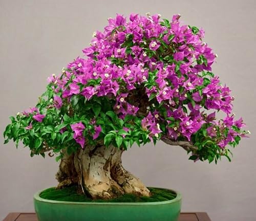 jacaranda tree green heirloom non-gmo seeds