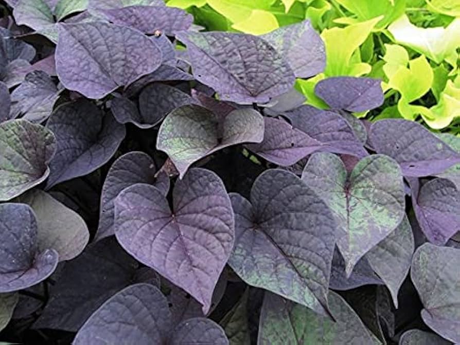 sweet potato flower seeds