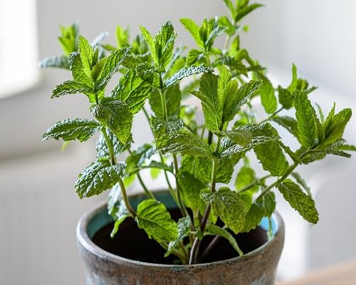 Grüne Minze Pflanzen Samen Erbstück gentechnikfrei hohe Keimrate Bio-Gartensamen zum Pflanzen