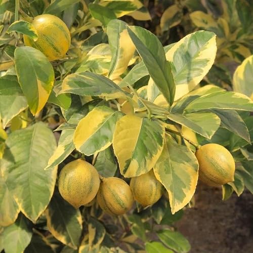 Eureka Lime Seeds – Heirloom, Non-GMO, High Germination Organic Garden Seeds