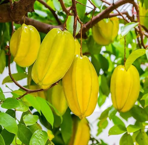 Yellow Carambola Seeds – Heirloom, Non-GMO, High Germination Organic Garden Seeds