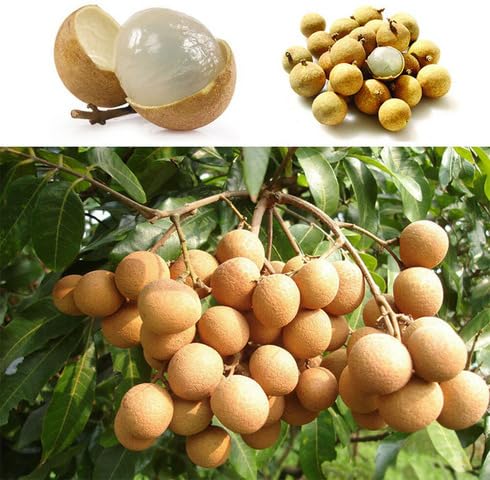 White Longan Seeds – Heirloom, Non-GMO, High Germination Organic Garden Seeds