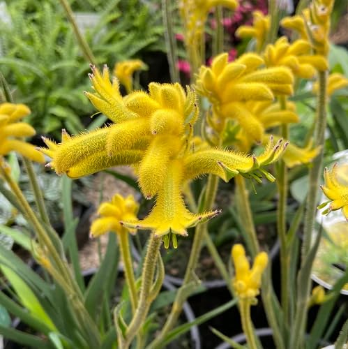 Yellow Anigozanthos Hybrid Flower Seeds for Planting – Heirloom, Non-GMO, High Germination Organic Garden Seeds