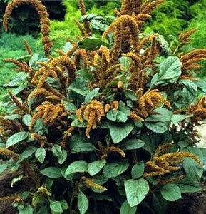amaranthus hot flower seeds