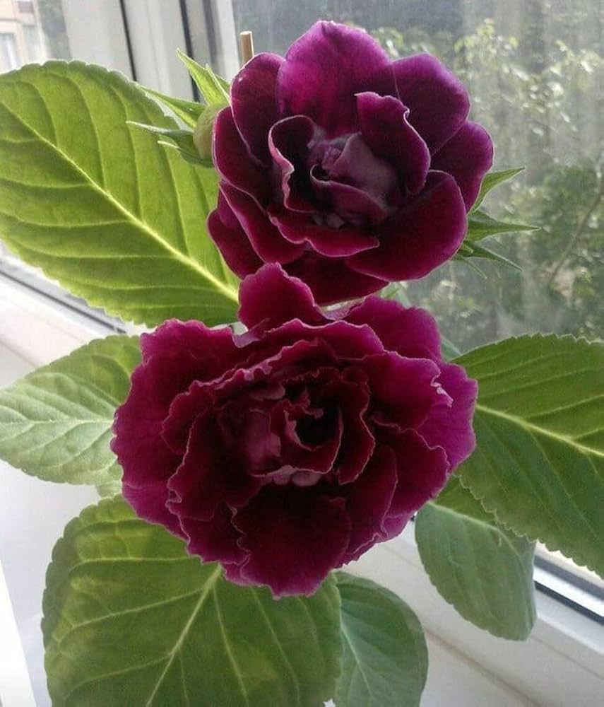 Maroon Gloxinia Flower Seeds – Heirloom, Non-GMO, High Germination Seeds