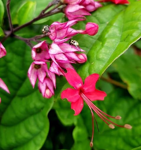 Red Clerodendrum Thomsoniae Flower Seeds Heirloom Non-GMO High Germination Organic Garden Seeds for Planting