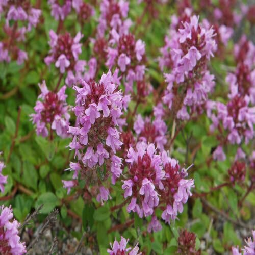 Semillas de flores de Pulegioides rosadas – Herencia, sin OGM, semillas de jardín orgánicas de alta germinación para sembrar