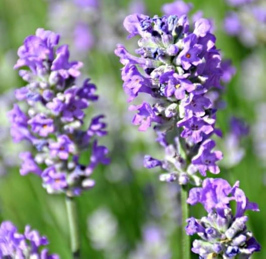 lavender flower flower seeds