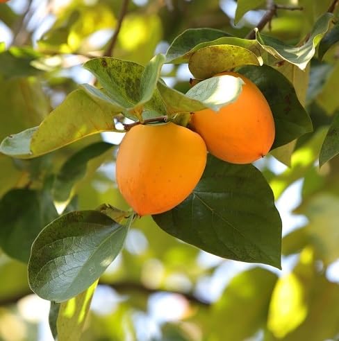 Persimmon Seeds – Heirloom, Non-GMO, High Germination Organic Garden Seeds