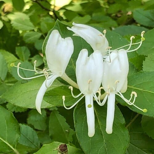white honeysuckle flower seeds