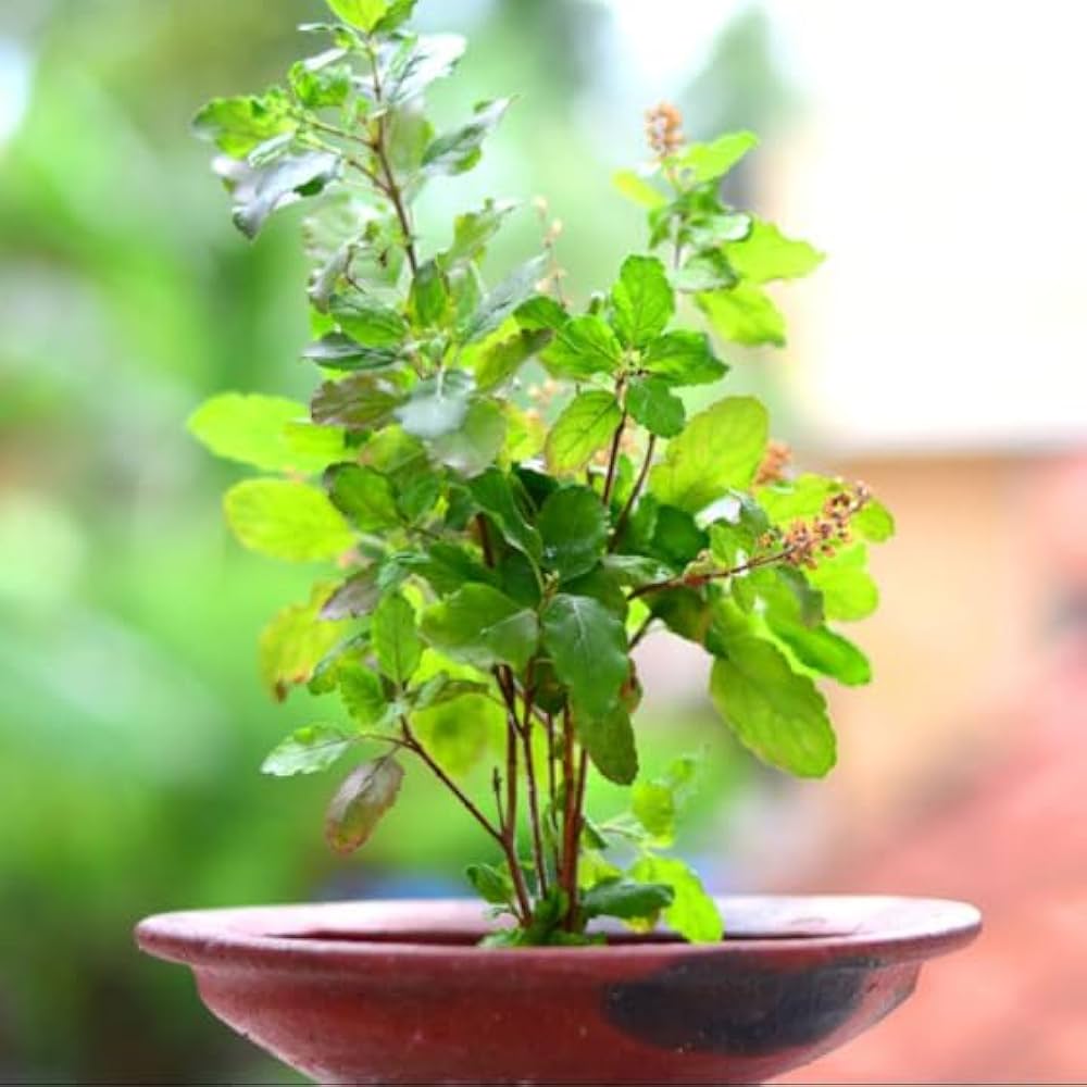 aromatic plants flower seeds