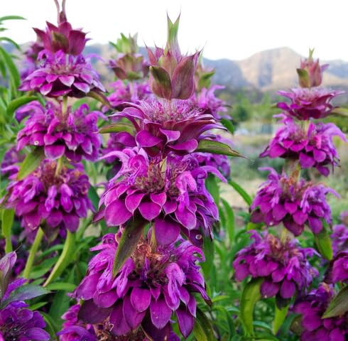 Purple Monarda Citriodora Flower Seeds – Heirloom, Non-GMO, High Germination Organic Garden Seeds for Planting Seeds for Planting