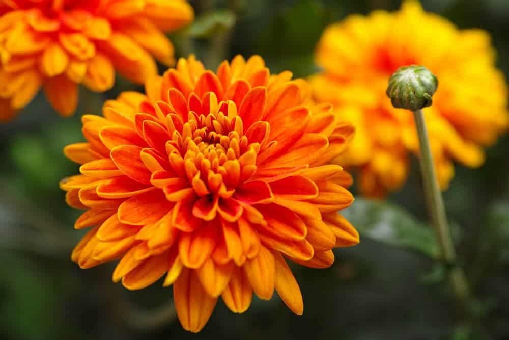 chrysanthemumflowerheirloomnongmo flower seeds
