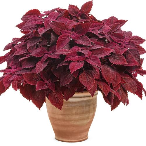 red coleus flower seeds