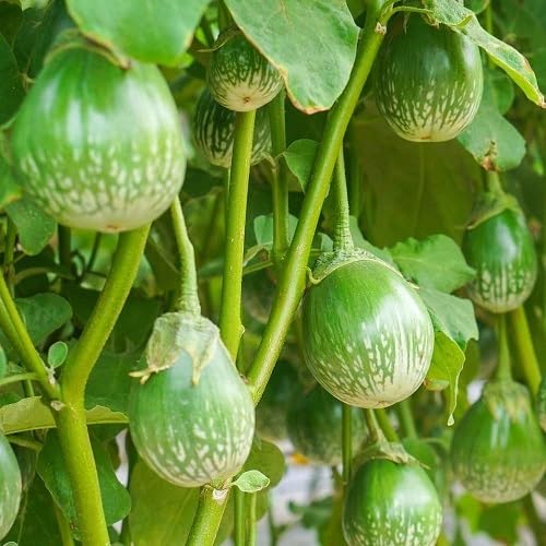 Eggplant – Heirloom, Non-GMO, High Germination Organic Garden Seeds Planting