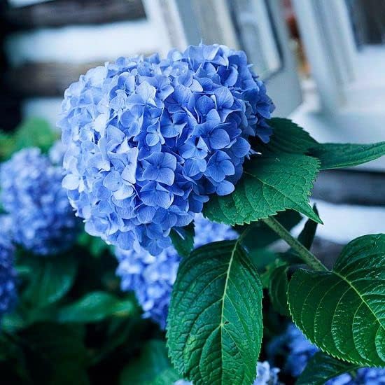 double hydrangea flower seeds