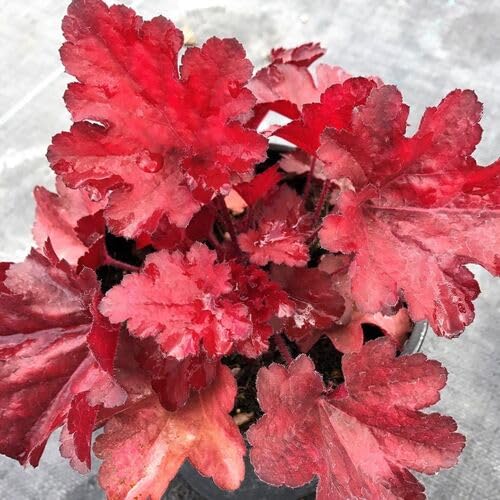 red heuchera flower seeds