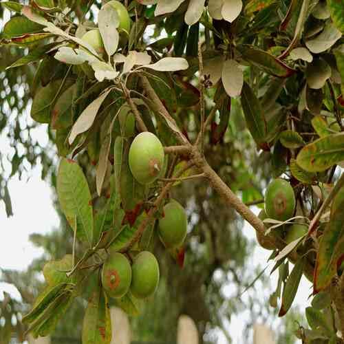 Green Lucuma Nervosa Seeds – Heirloom Non-GMO High Germination Organic Garden Seeds for Planting Seeds for Planting